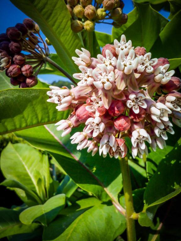 Il Giardino Delle Farfalle Valgioie Ngoại thất bức ảnh