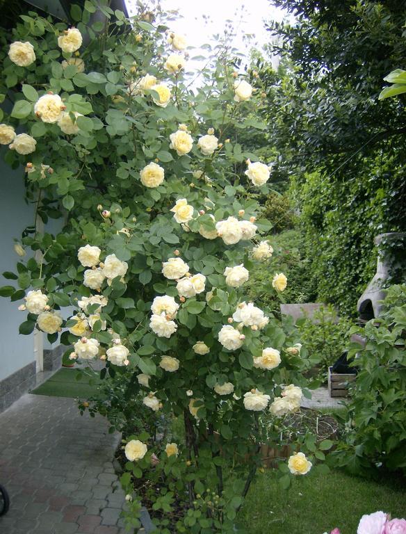 Il Giardino Delle Farfalle Valgioie Ngoại thất bức ảnh